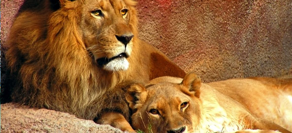 Safari Jordania